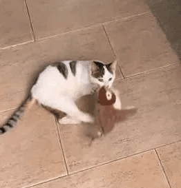 FlutterPaws™ Interactive Chirping Bird Toy for Cats